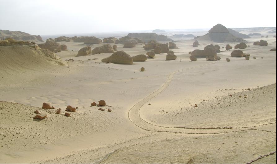 وادي الحيتان - حياة بحرية في قلب الصحراء