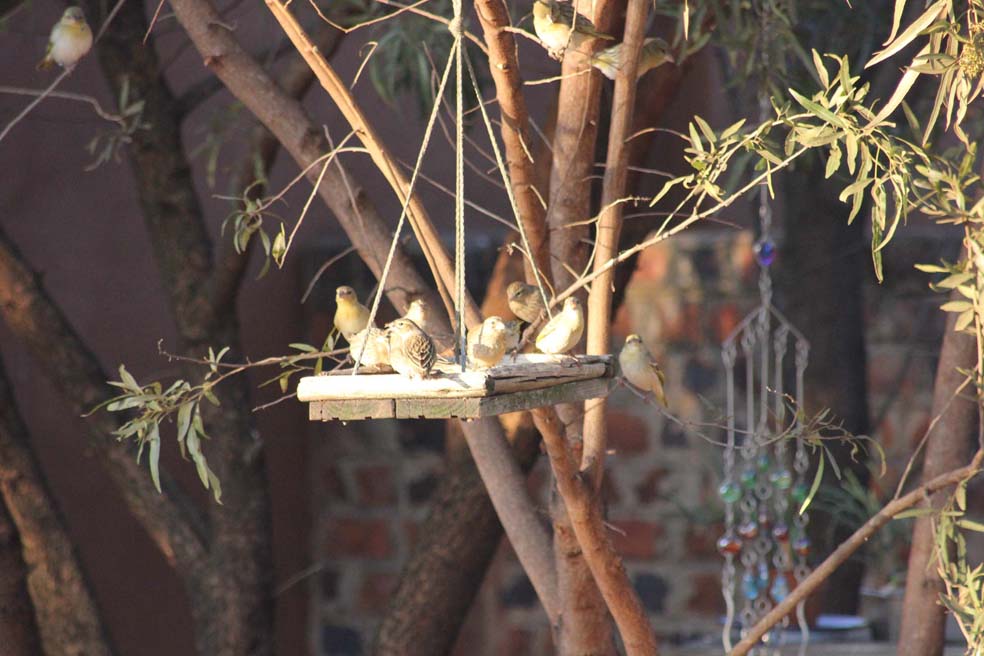 Gardening in Africa Reuse your egg shells