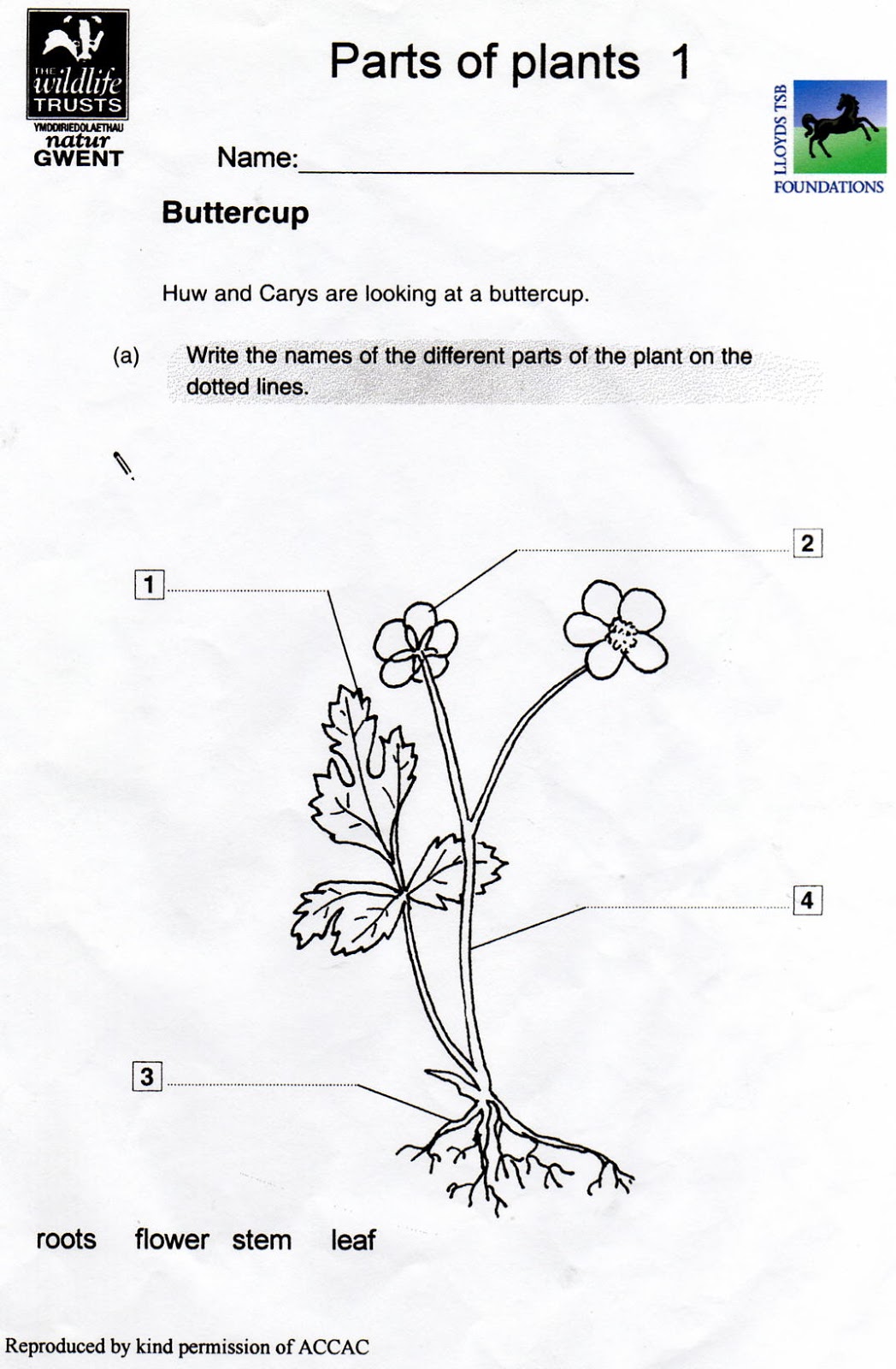 Arab Unity School | Grade 1 C | Blog: Science - Parts of a plant worksheets