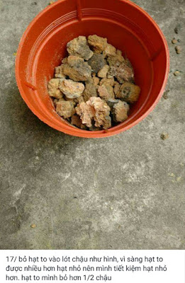 đất trồng sen đá đất trồng sen đá