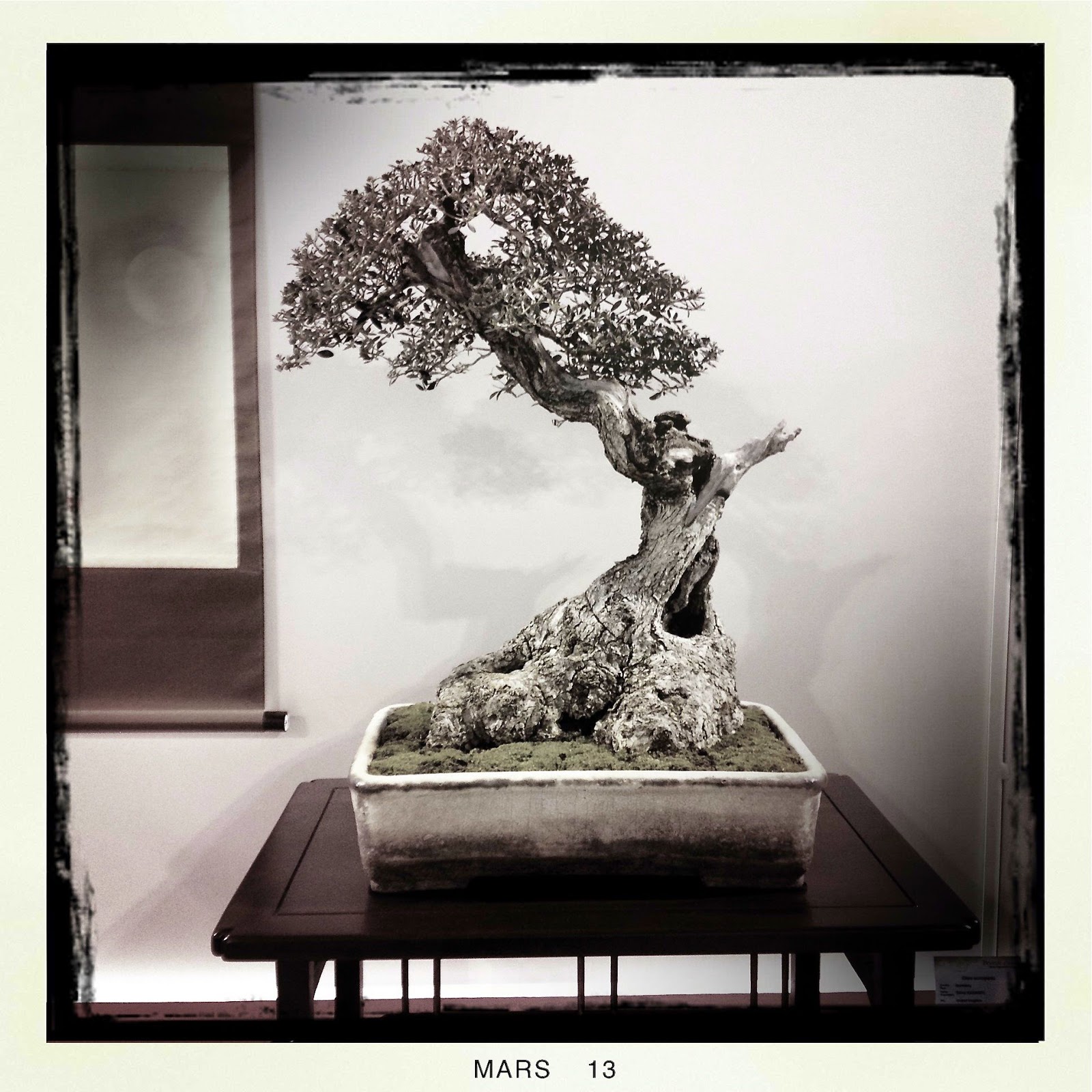 FeelSpiritl'Esprit de Phil.[Bonsaï] EBA Bonsai Exposition