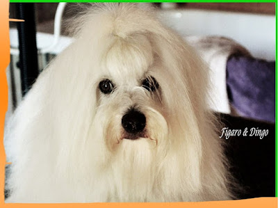 www.psarna-coton-de-tulear.si