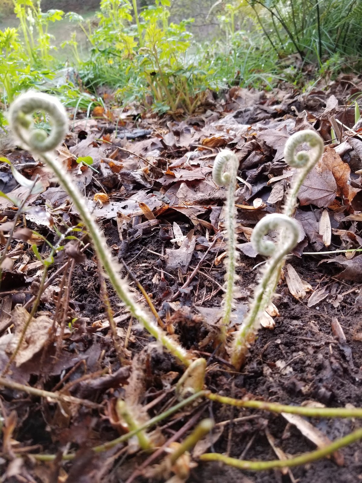 Neil Young News: Please, Do NOT Support Thrasher's Wheat