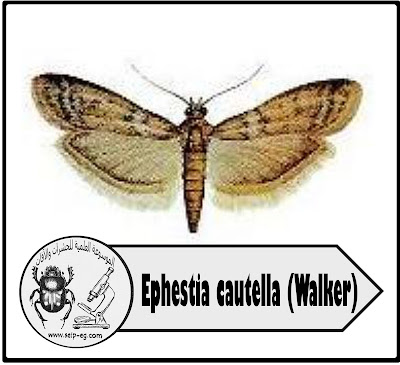 دودة البلح العامري Ephestia cautella (Walker)