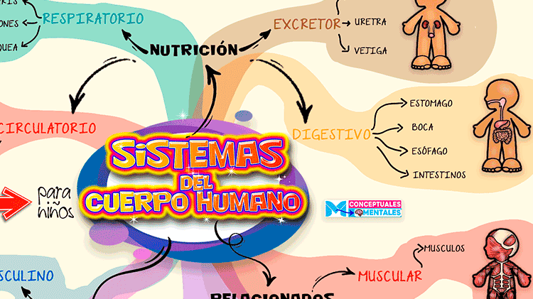 Aparatos Y Sistemas Del Cuerpo Humano Mapas Mentales Articulacion