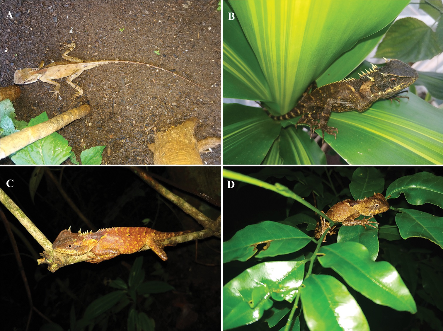 Acanthosaura tongbiguanensis: А. взрослый самец на земле; B. взрослая самка на листе; C. взрослая самка, спящая на ветке; D. ювенильная особь, спящая на ветвях и листьях.