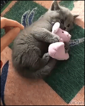 Funny Kitten GIF • Cute possessive kitty Funny angry reaction when Mom tries to steal his best friend Funny Kitten GIF • Cute possessive kitty Funny angry reaction when Mom tries to steal his best friend