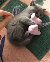 Funny Kitten GIF • Cute possessive kitty Funny angry reaction when Mom tries to steal his best friend