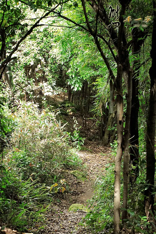 鳥瞰桃園盆地景點|五十份山登山步道