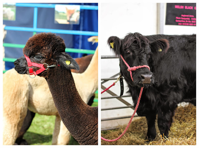 Welsh livestock