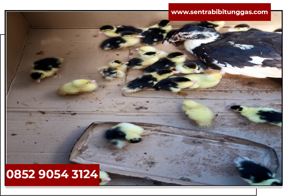 Jual Pakan Entok Jual Beli Bibit Entok Bekasi