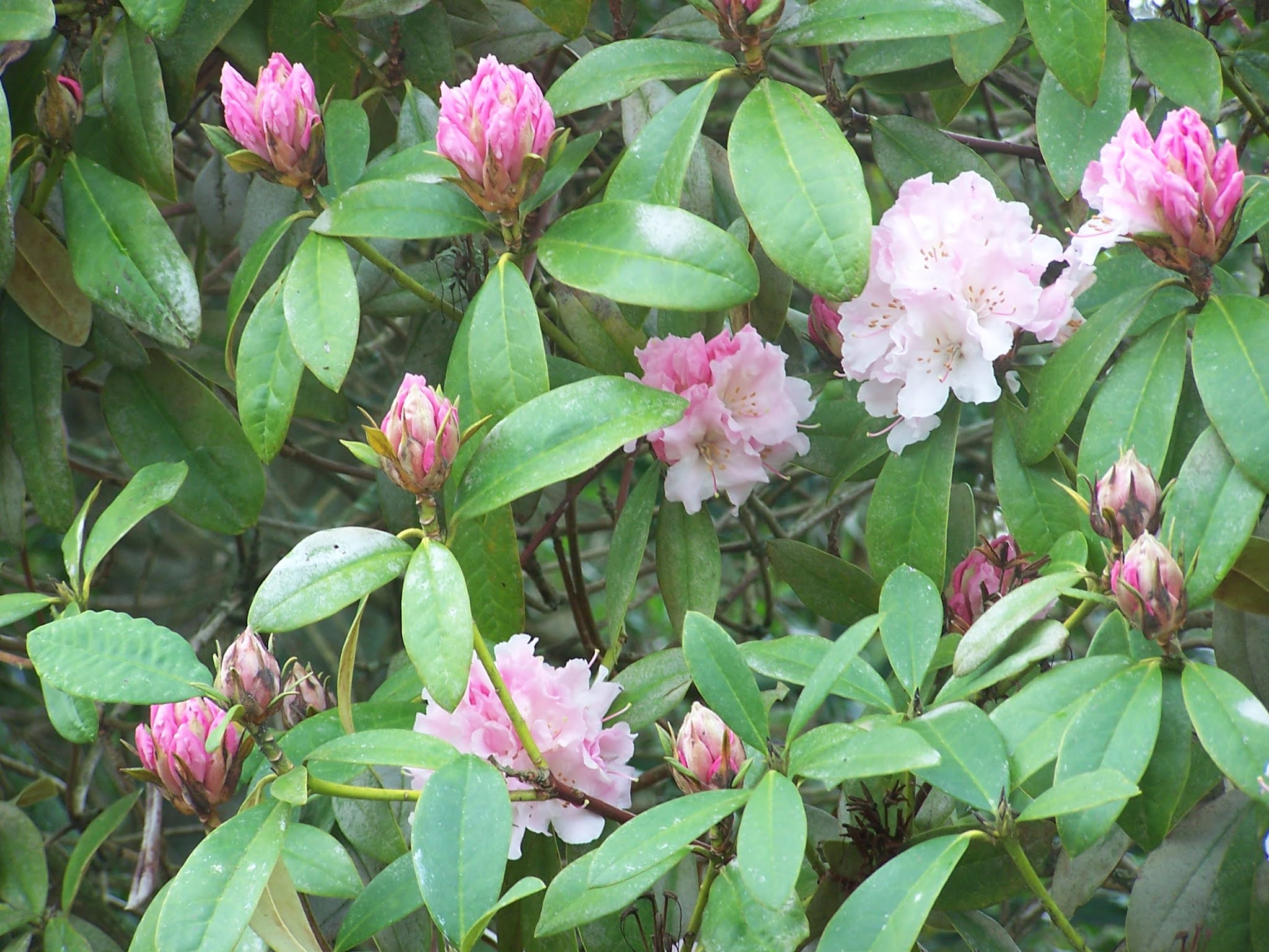 Life In New Zealand Winter Flowers
