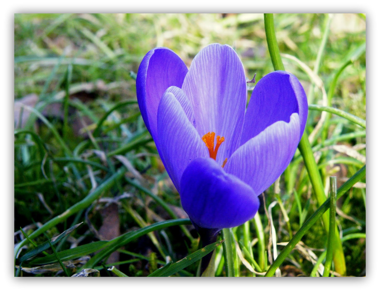 Permakultur und Indoor-Garten: Bio-Knoblauch: Indoor-Garten Januar 2016