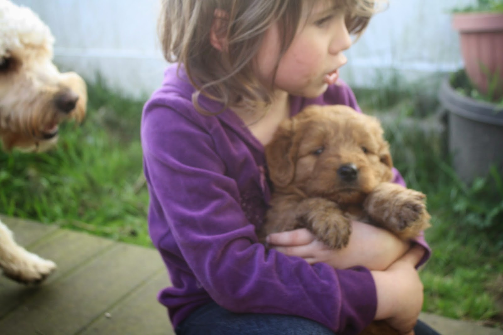 Fitz Gemma The Sweetest Thing