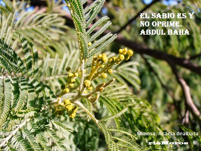 El sabio es y no oprime. Abdul Baha