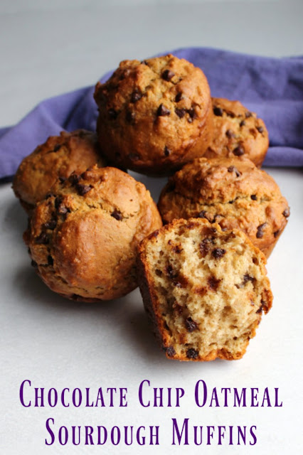 These chocolate chip sourdough muffins are a delicious and nutritious way to start your day! They are quick, easy and full of oatmeal and whole wheat goodness yet they are soft and yummy. So good! These chocolate chip sourdough muffins are a delicious and nutritious way to start your day! They are quick, easy and full of oatmeal and whole wheat goodness yet they are soft and yummy. So good!