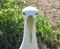 Waved Albatross on Espanola Island Suarez Point Galapagos