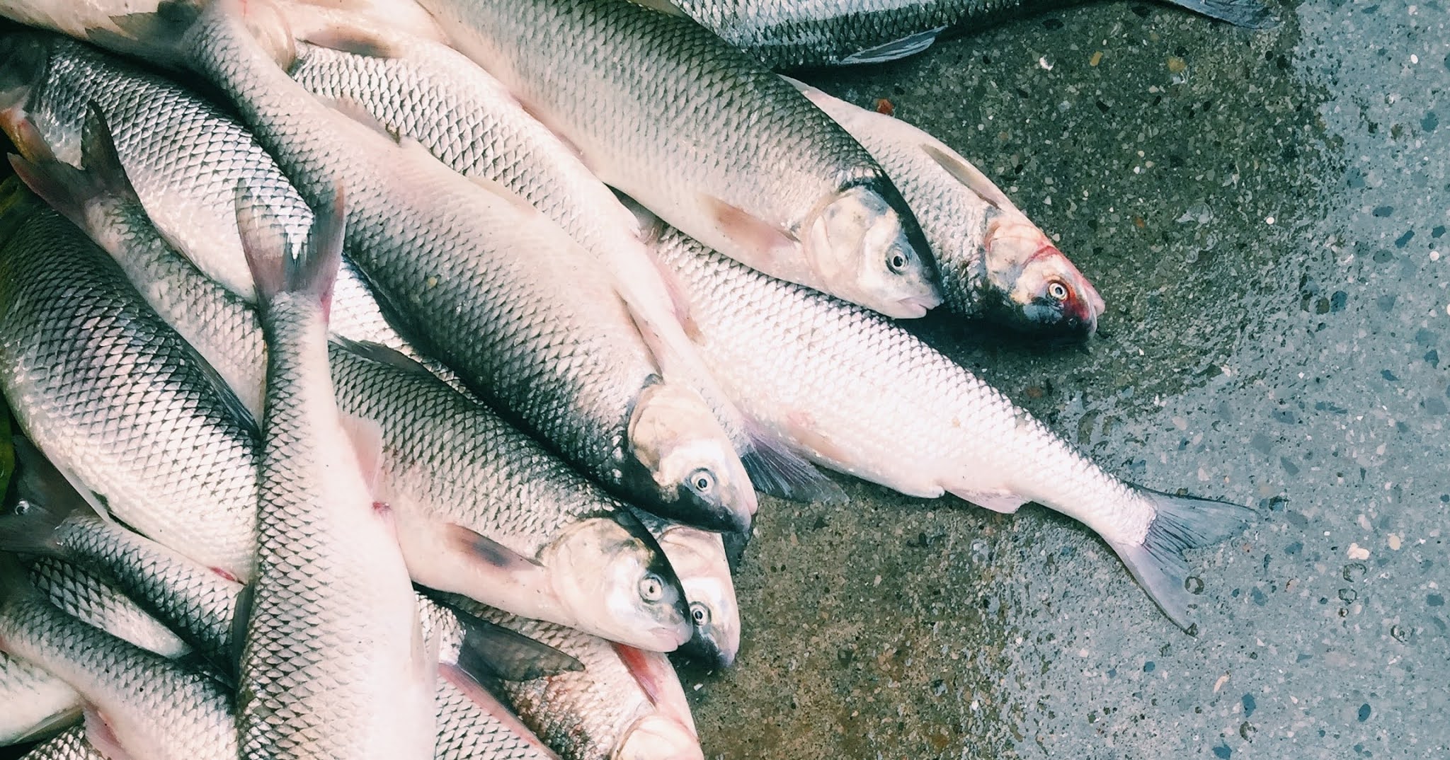 Misteri Arti Mimpi Ikan Lengkap Menurut Psikolog dan Ahli