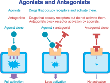 Opioid Antagonisten Opioid Antagonisten