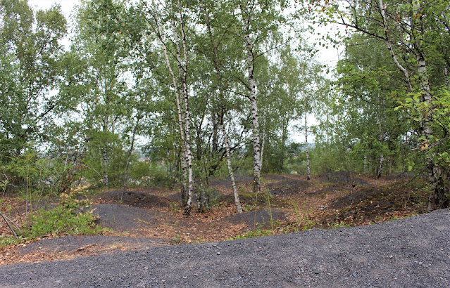 terril du Martinet dunes noires et bouleaux sur un terril