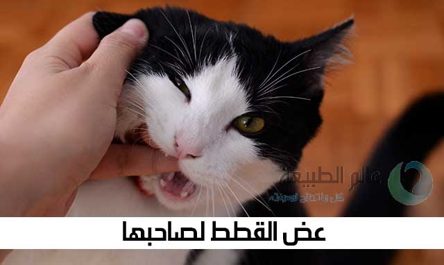 القطط تعض صاحبها