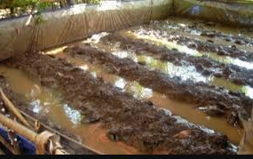 Beternak Belut Dalam Drum Peluang Usaha Desa Yang Menjanjikan