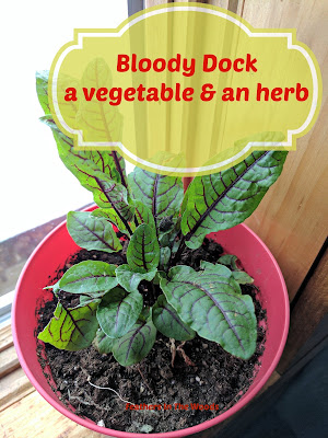 bloody dock, AKA red veined sorrel growing in a red pot
