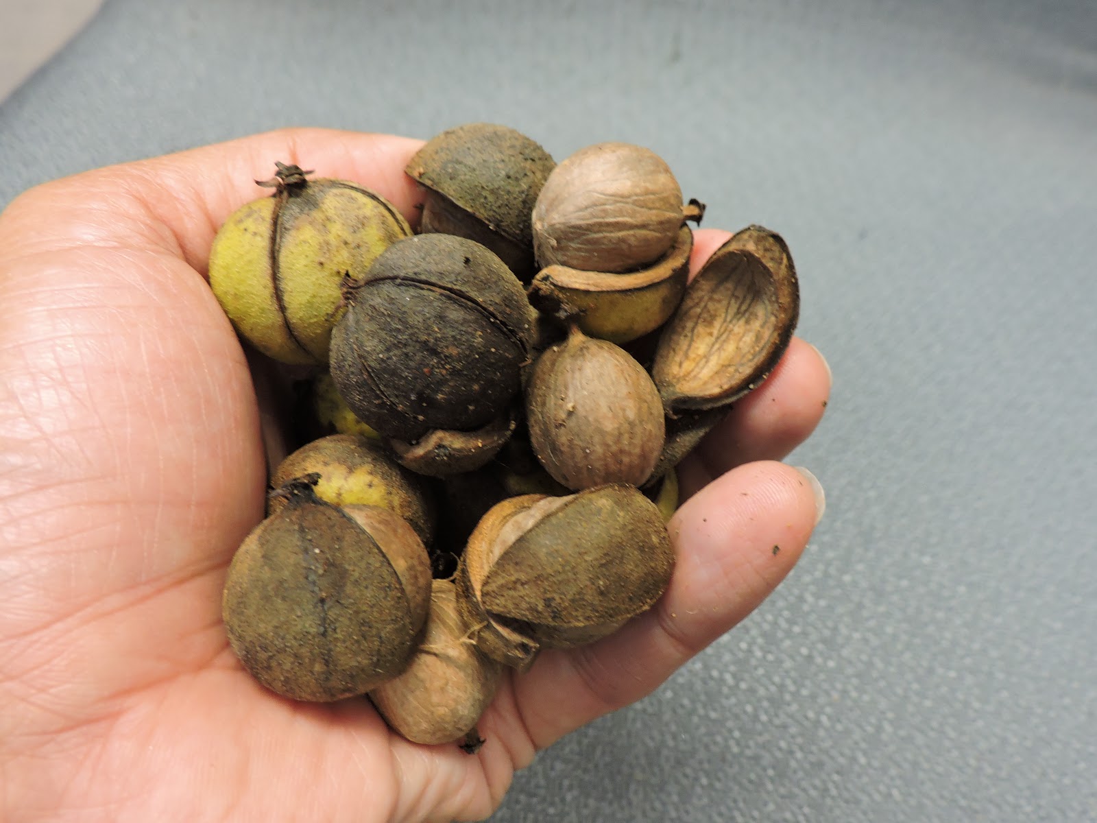 Capital Naturalist by Alonso Abugattas: A Hickory Nut Primer