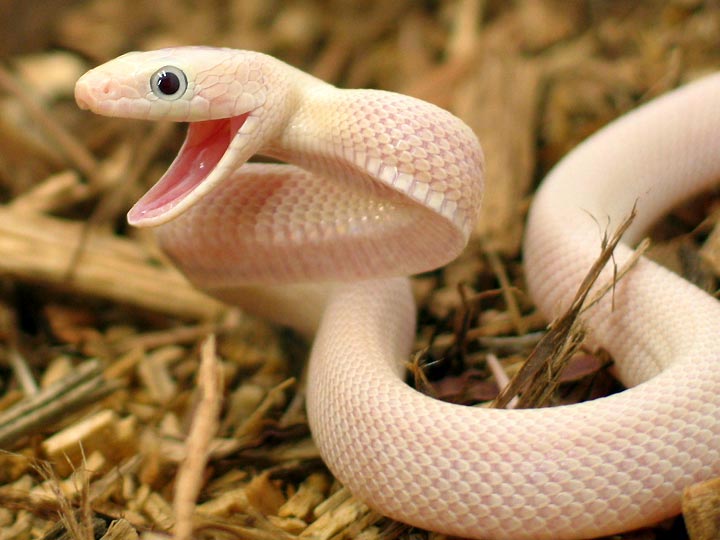 Kari LikeLikes Mr Happy Snake animals