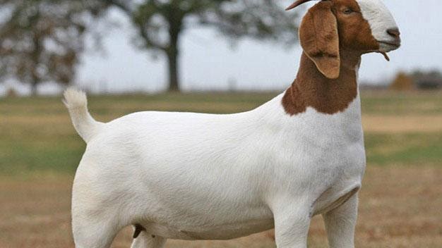Obat untuk kambing yg batuk