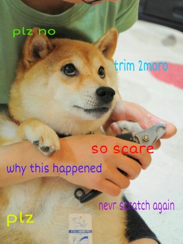 Media Made My Day: Doge Meme: Very Popular Much Wow So Trend