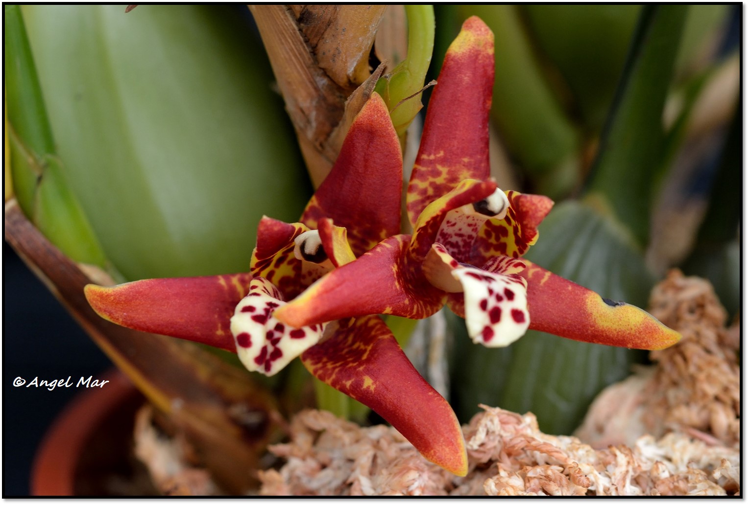 Orquídeas Blog de Angel Mar: Maxillaria tenuifolia: una orquídea que huele  a coco