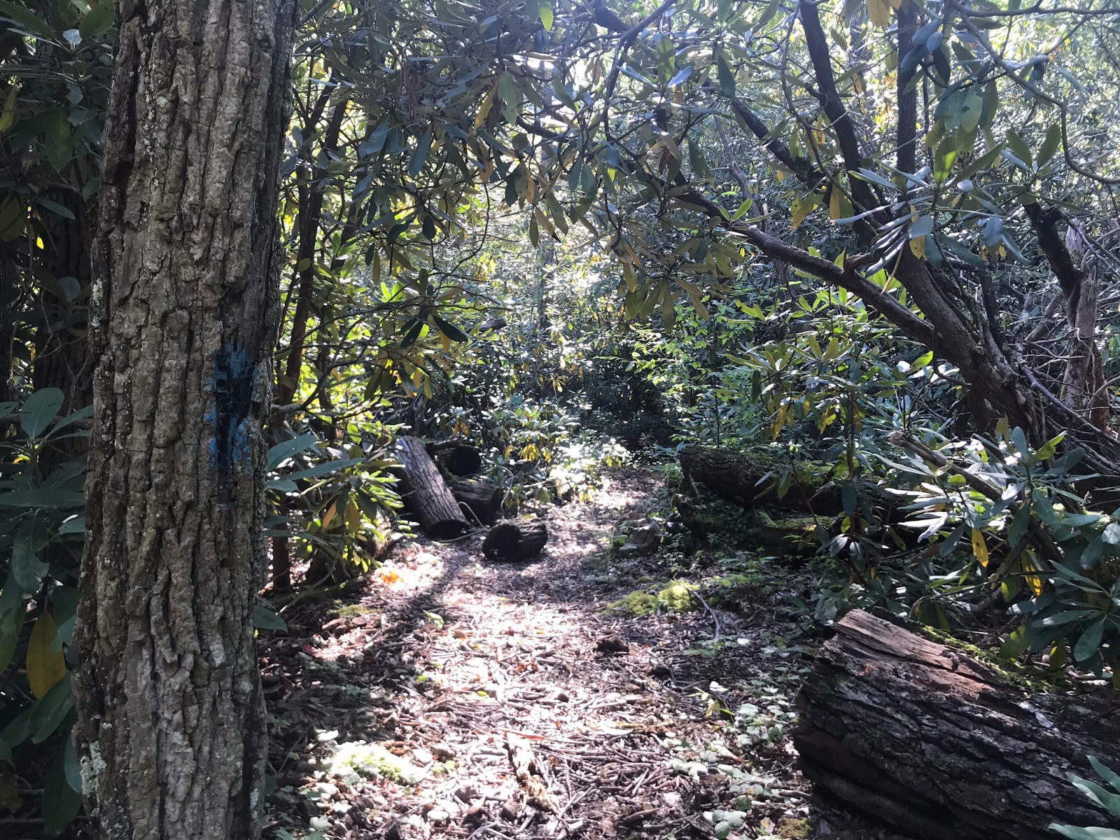 Wandering Virginia South Piney Mountain Trail, Warm Springs District, GWNF