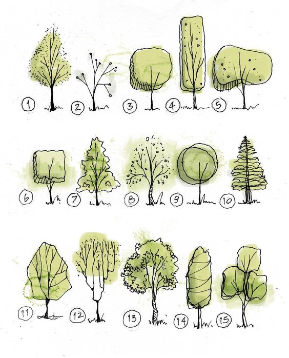 Desenho de Vegetação em Arquitetura e Urbanismo