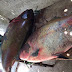 “Fiquei emocionado”, diz pescador ao capturar mais de 160 kg de Tambaqui em Upanema