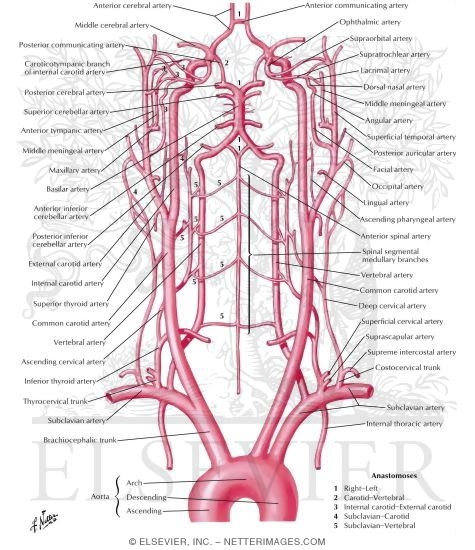 Brian Owens Image: Brain Vasculature diagram of arteries throughout body 