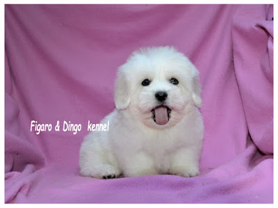 coton_de_tulear-mladici