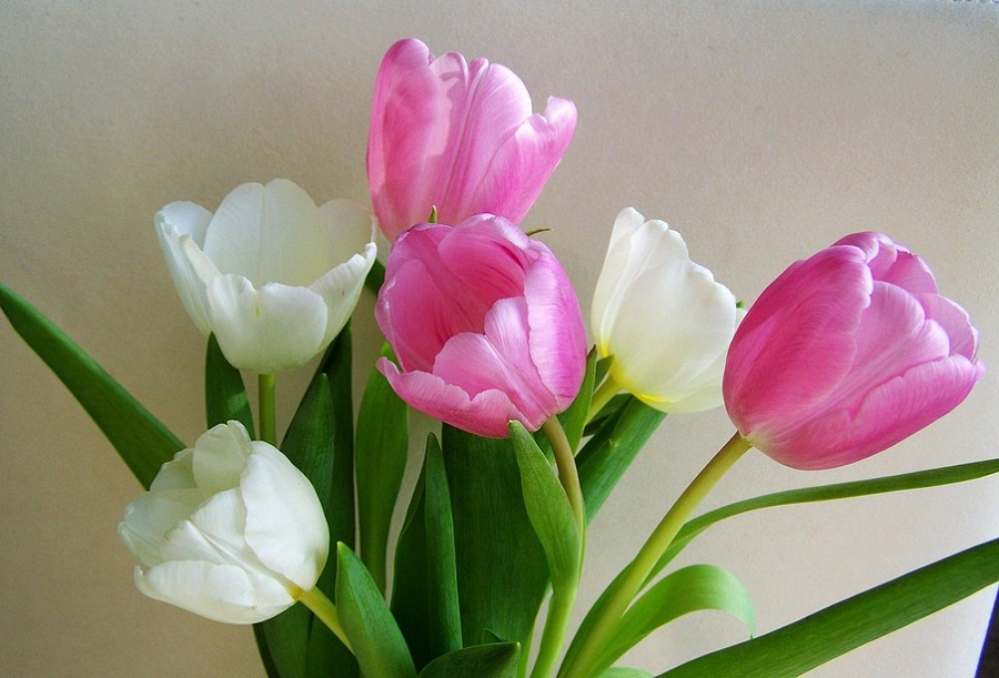 gambar bunga tulip di pot