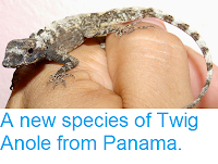http://sciencythoughts.blogspot.co.uk/2015/01/a-new-species-of-twig-anole-from-panama.html