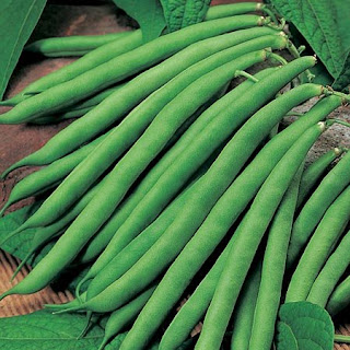 French Bean pods