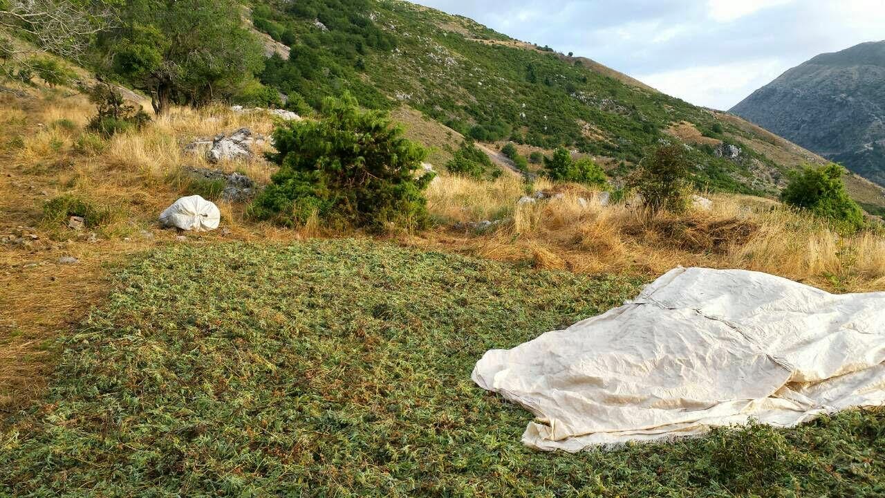 ΘΕΣΠΡΩΤΙΑ:Συνελήφθησαν  15 Αλβανοί για παράνομη κοπή αρωματικών φυτών .Είχαν κόψει (4,5) τόνους  και  τα συσκεύαζαν με σκοπό την εμπορία(ΦΩΤΟ ΕΛ.ΑΣ)