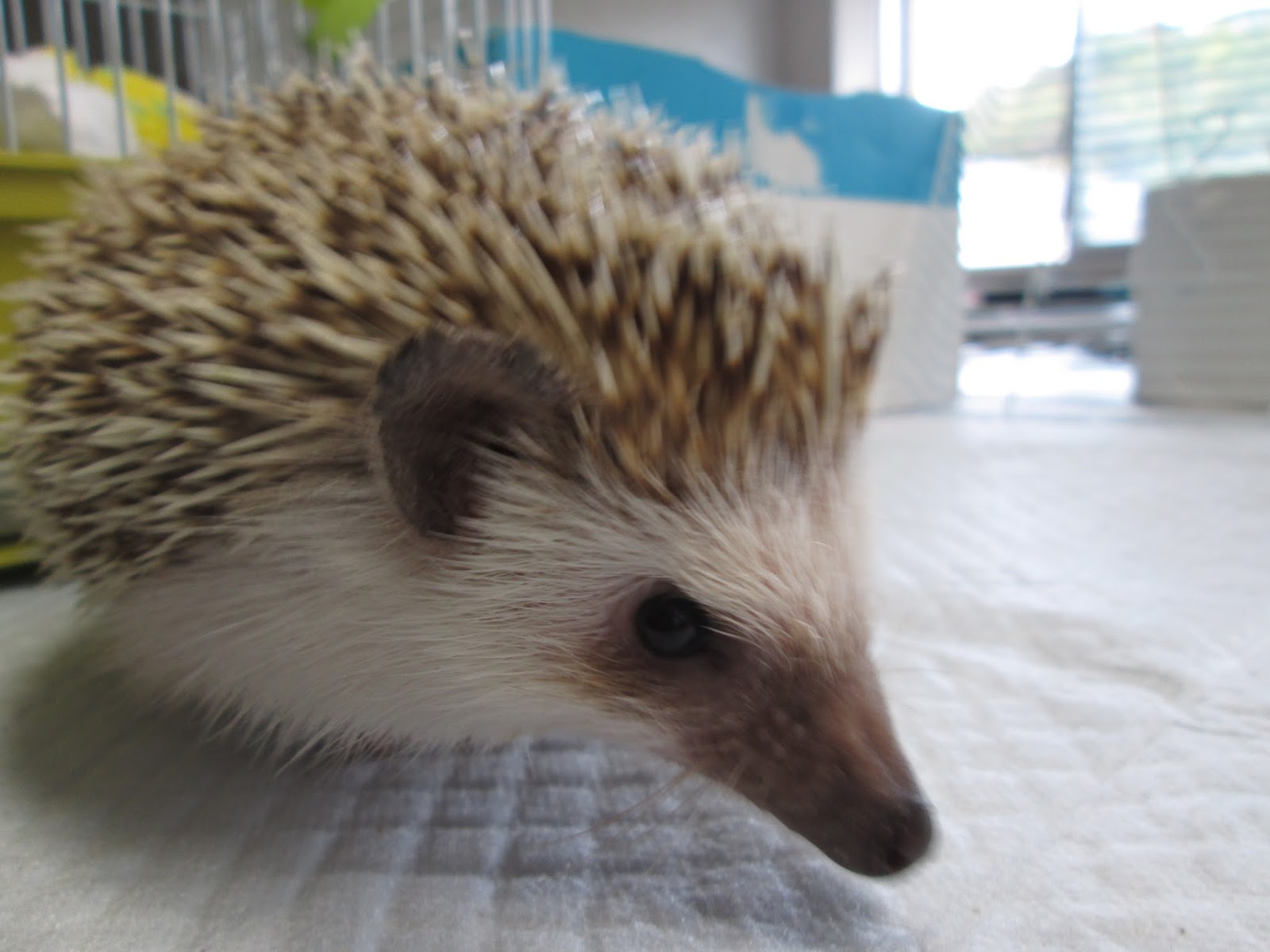 ほっと行動学 知ってました ハリネズミはネズミではなく モグラの仲間 ハリモグラは哺乳類なのに卵を産む 単孔類と呼ばれます