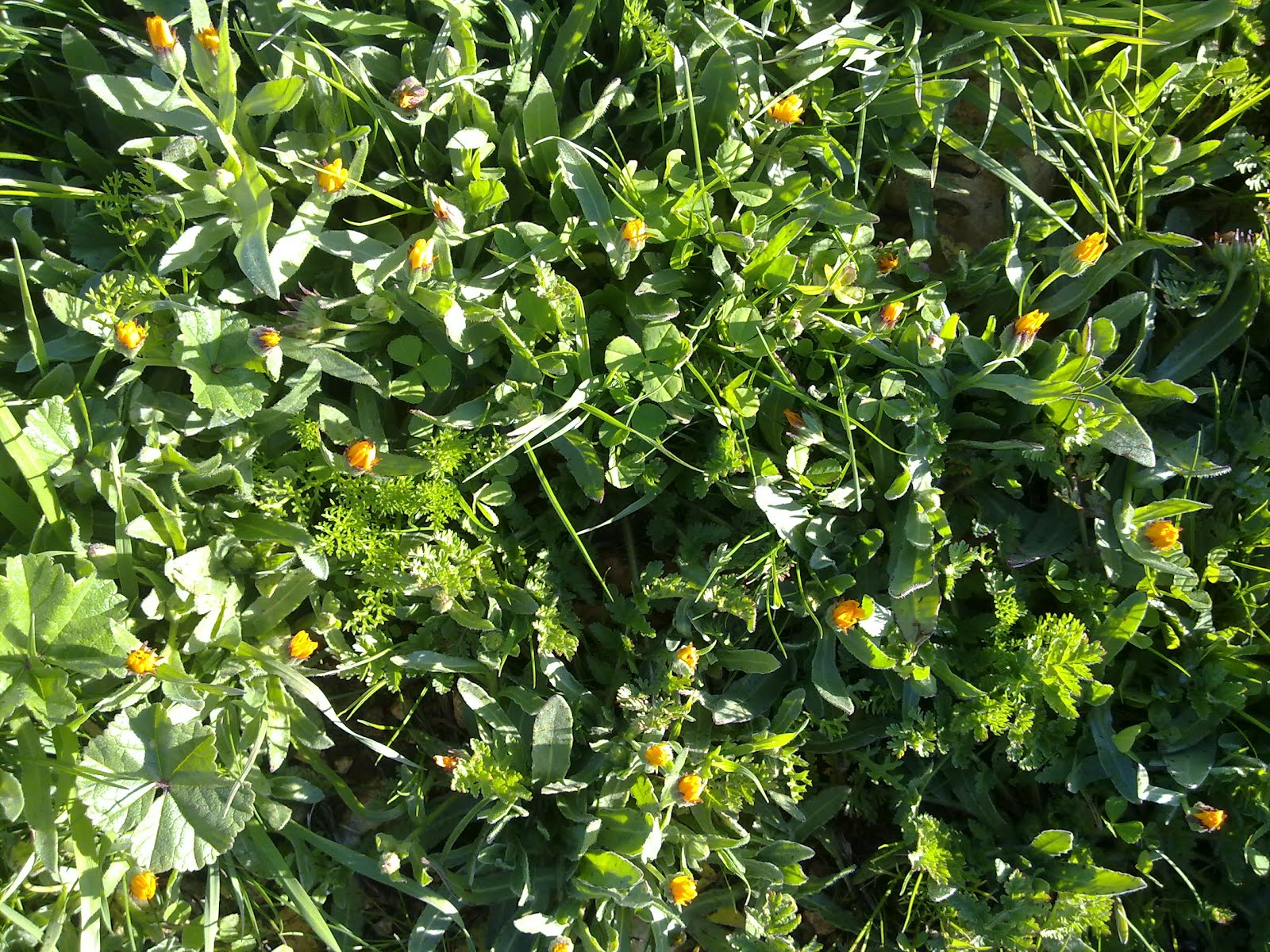 JORDAN Spring flowers