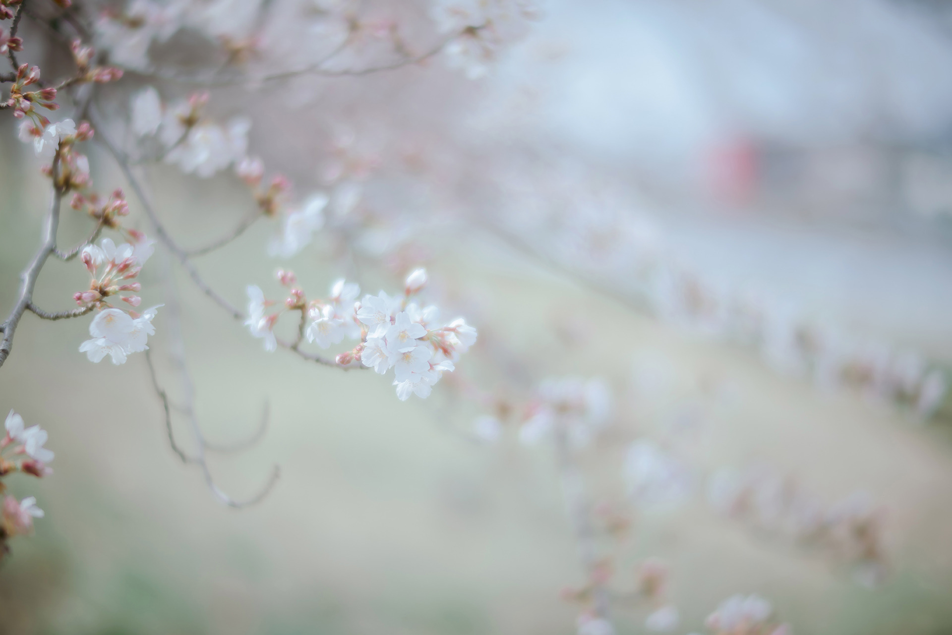 [Ely] Sakura桜 2021 Nekomimi Ver.