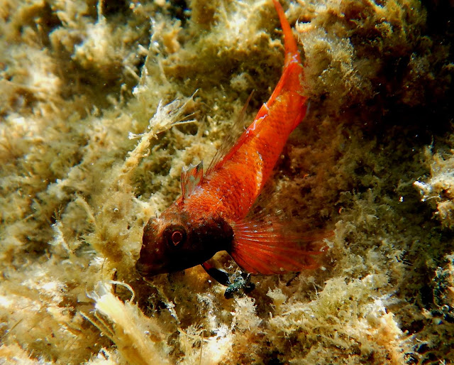 Ηλίας Παπαδόπουλος