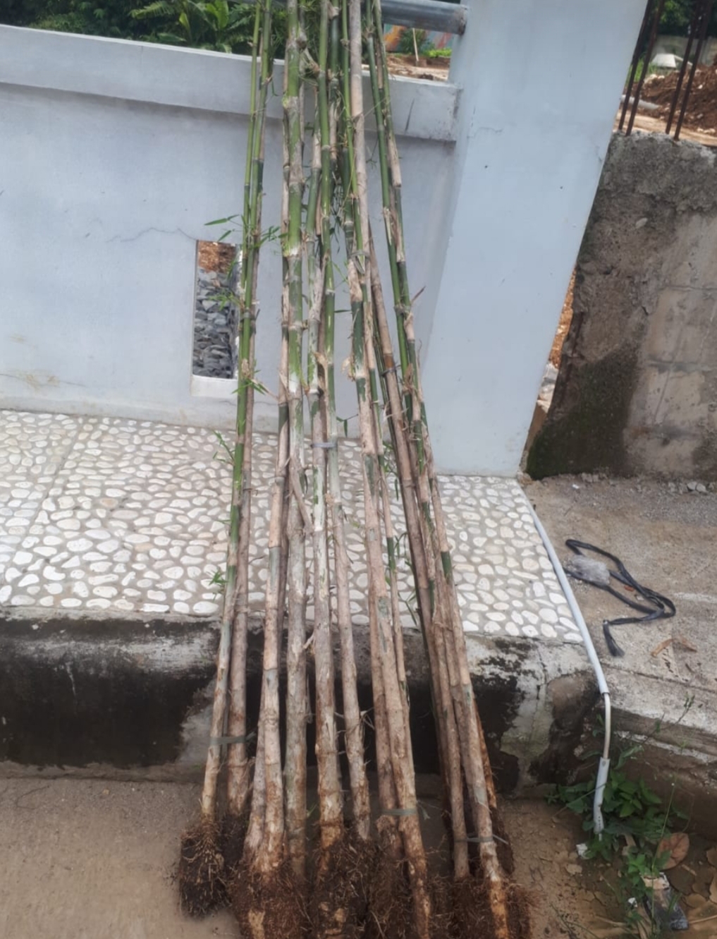 JUAL TANAMAN BAMBU JEPANG PAGAR DI CIKARANG, CIBITUNG ...