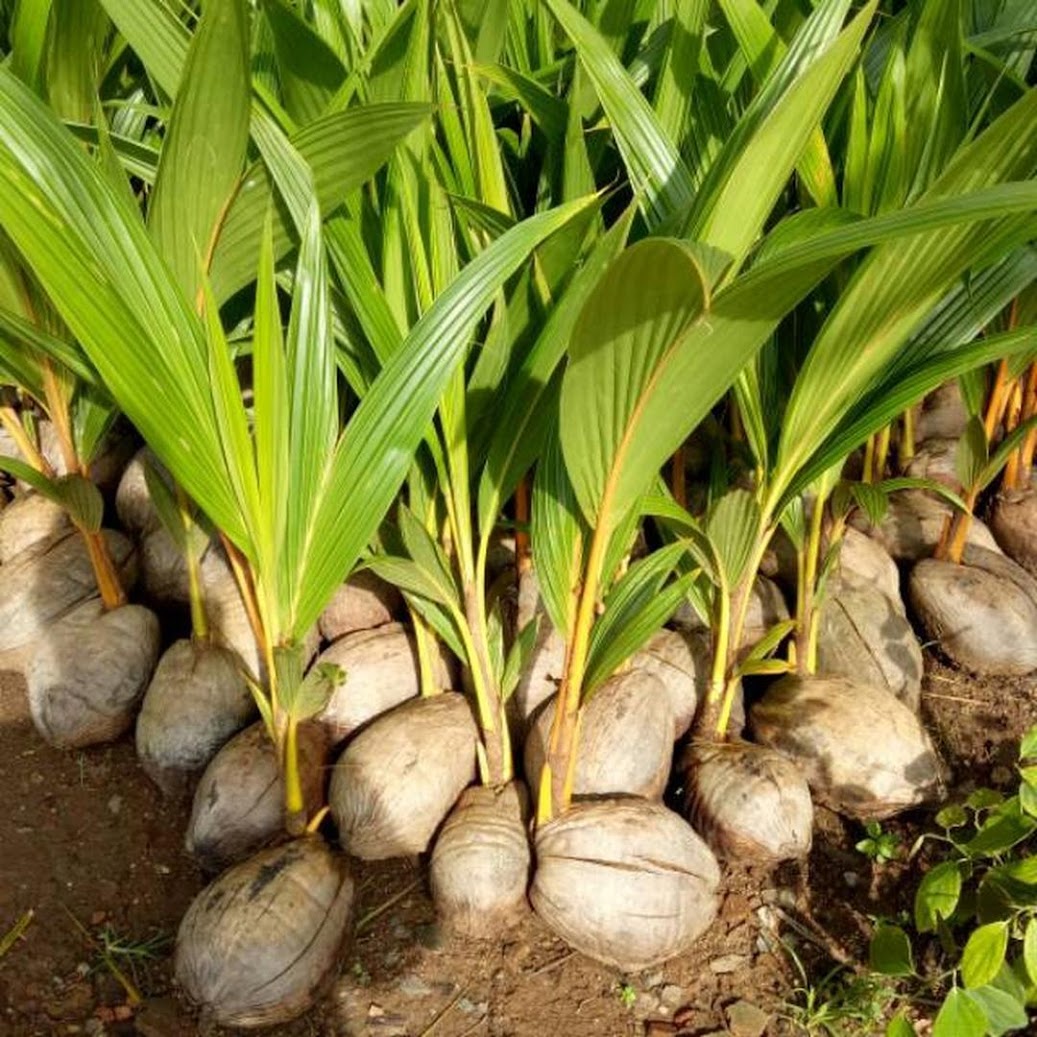 Bibit kelapa genjah entok unggul berkualitas dijamin berbuah 2 3thn Kepulauan Riau