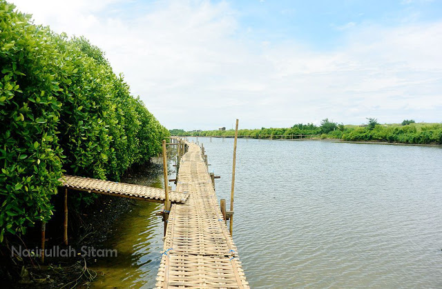 Area Hutan Mangrove di Pantai Congot, Kulon Progo