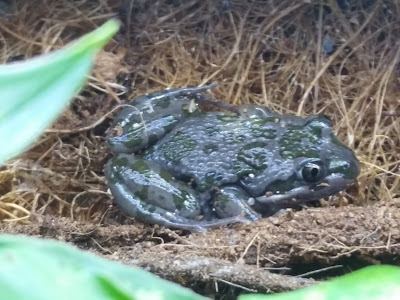 Spotted Marsh frog Vivarium