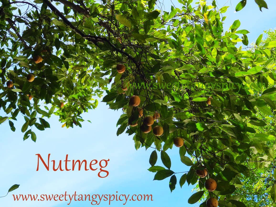 Nutmeg And Mace Plant Morphology, Taxonomic Hierarchy, Different Names, Importance In Medicine And Cultivation And Harvesting